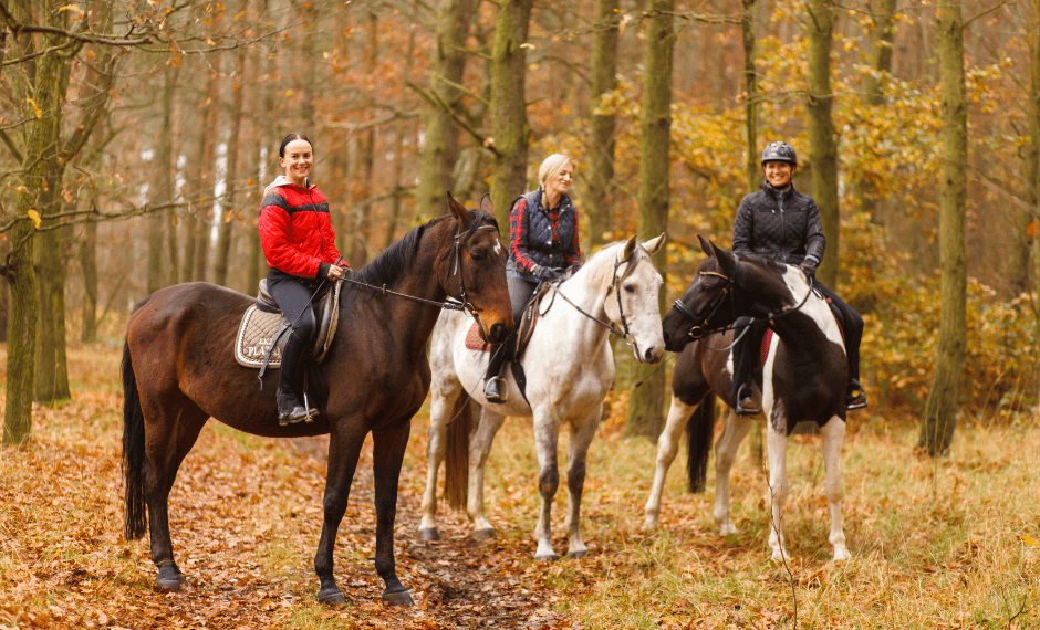 Comment Trouver une Demi-Pension Cheval en 2026 ? Guide Complet